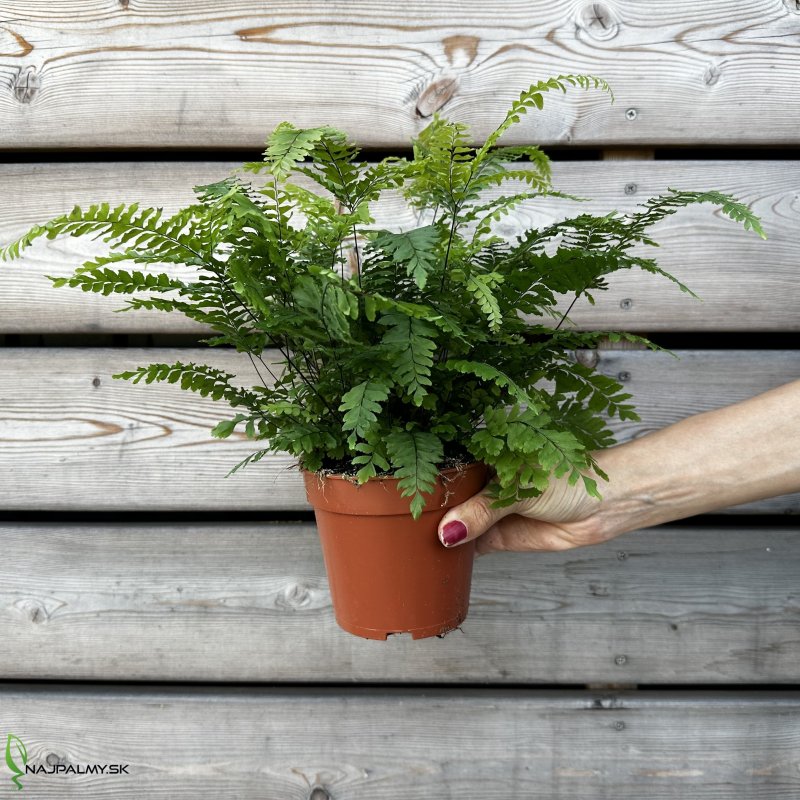 Adiantum hispidulum (Papraď) 'BRONZE VENUS', kont. C1,5L, výška: 20-30 cm